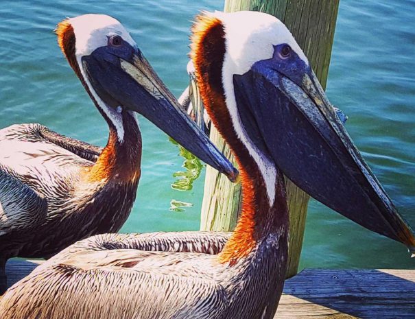 hp-pelicans